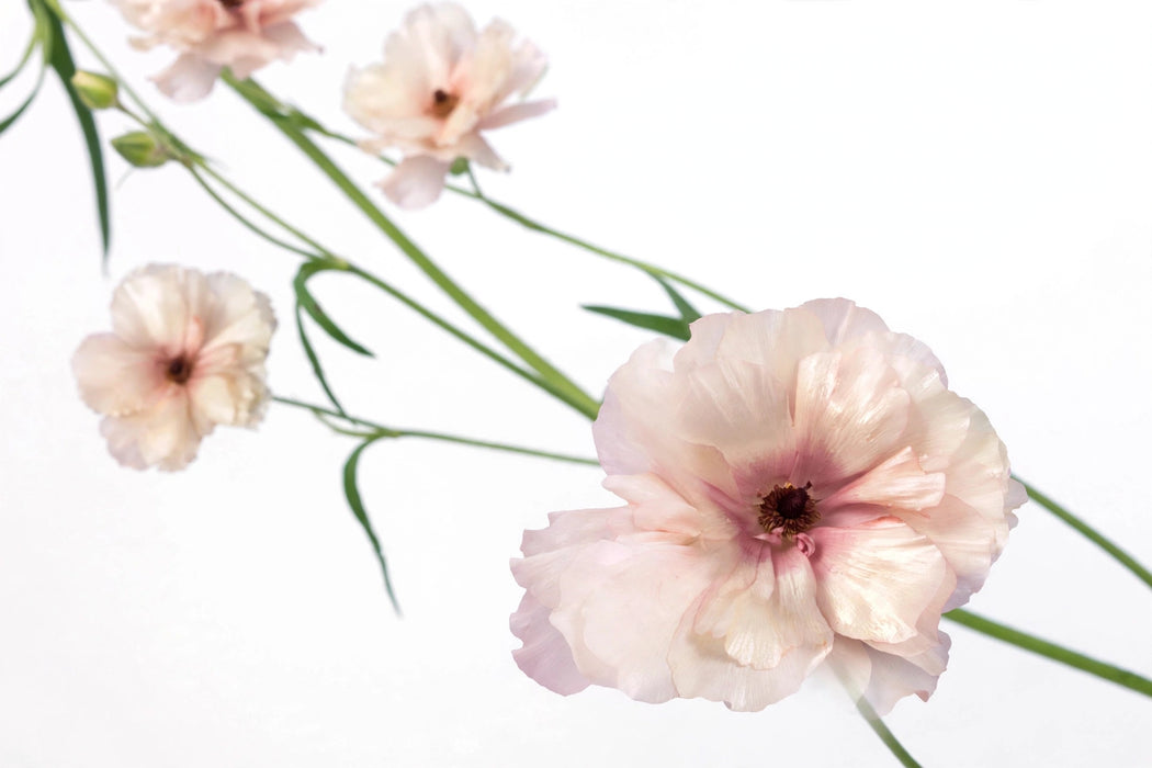 Ranunculus Flower Collection - Butterfly Ranunculus Ariadne Blush Pink 50-60CM (120 STEMS / BX)