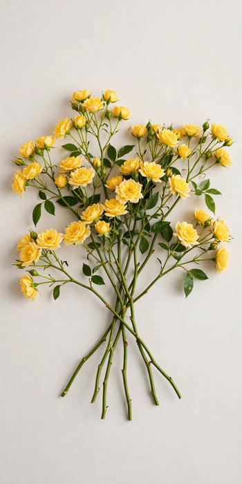 Next Day Delivery - Spray Roses Yellow Babe 50CM 120ST/BX
