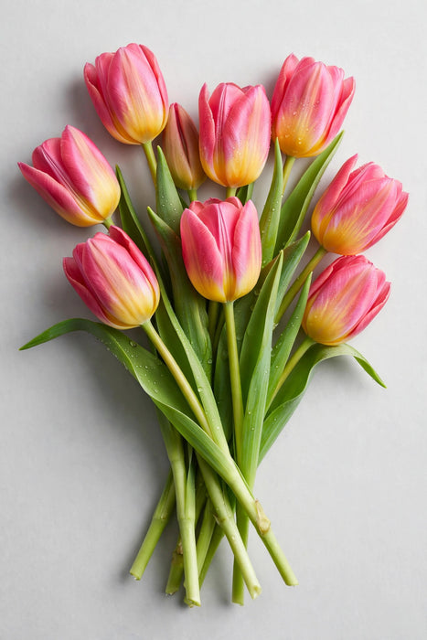 Tulip Collective - Tom Pouce 37cm 35gr (50 STEMS / BX)