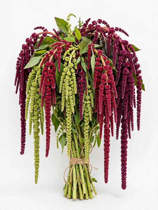 Amaranthus Hanging Mix 70cm - 8 Bunches/Box