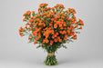 Mini Carnation Orange - 15 Bunches