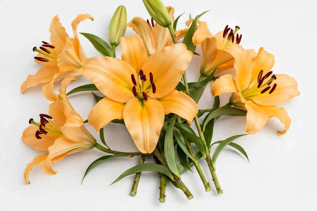 Next Day Delivery - Oriental Lilies Corcovado 3/5BL 60ST/BX