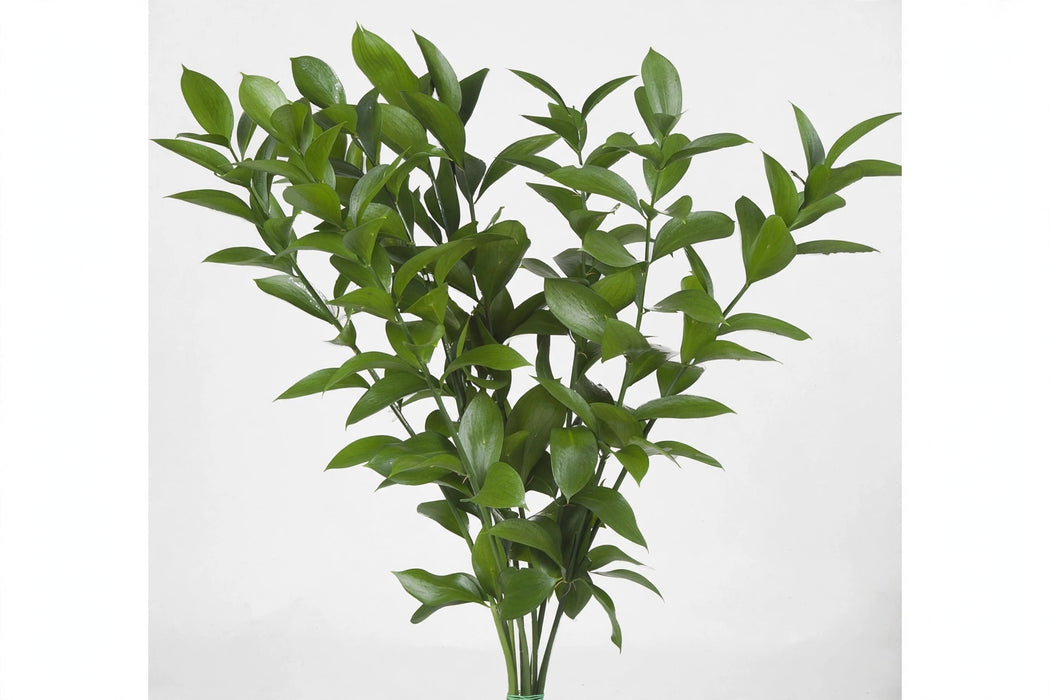 Ruscus Italian 150gr - 50 Bunches/Box