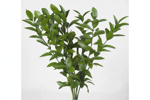 Ruscus Italian 150gr - 50 Bunches/Box