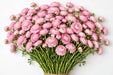 The Ranunculus Collection - Romance Ranunculus Seine Pink 50-60CM (100 STEMS / BX)