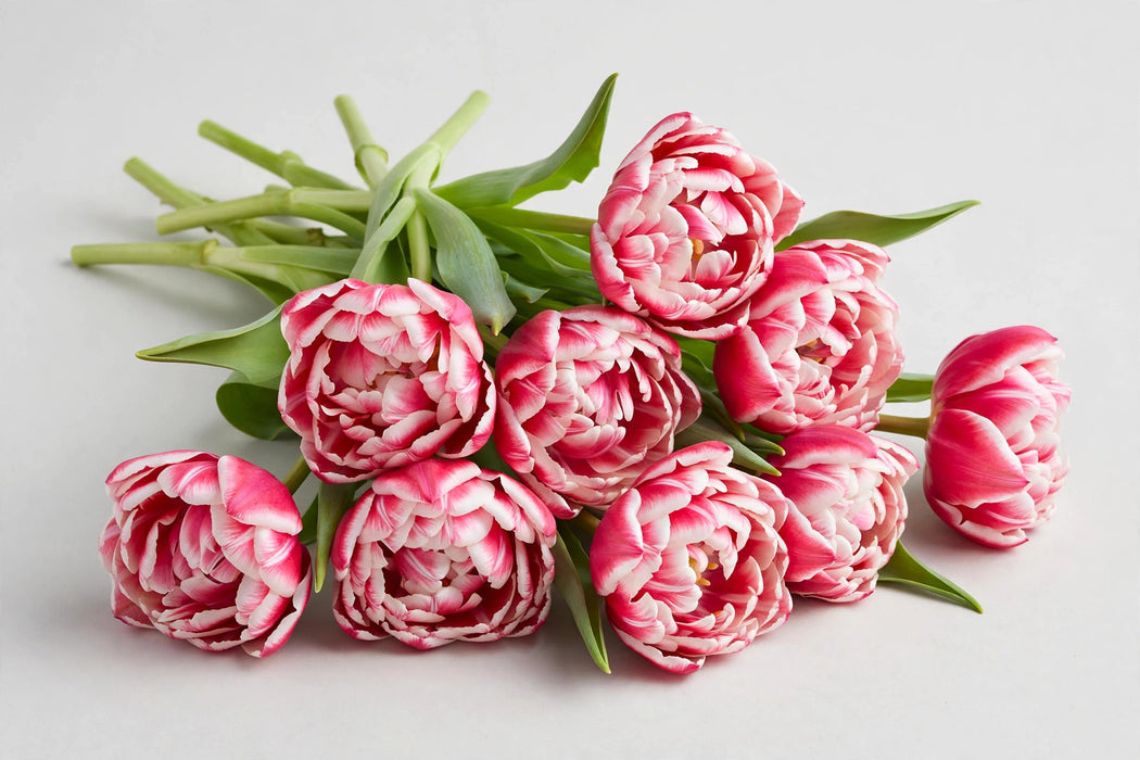 Tulip Collective - Double Columbus 40cm 40gr (50 STEMS / BX)