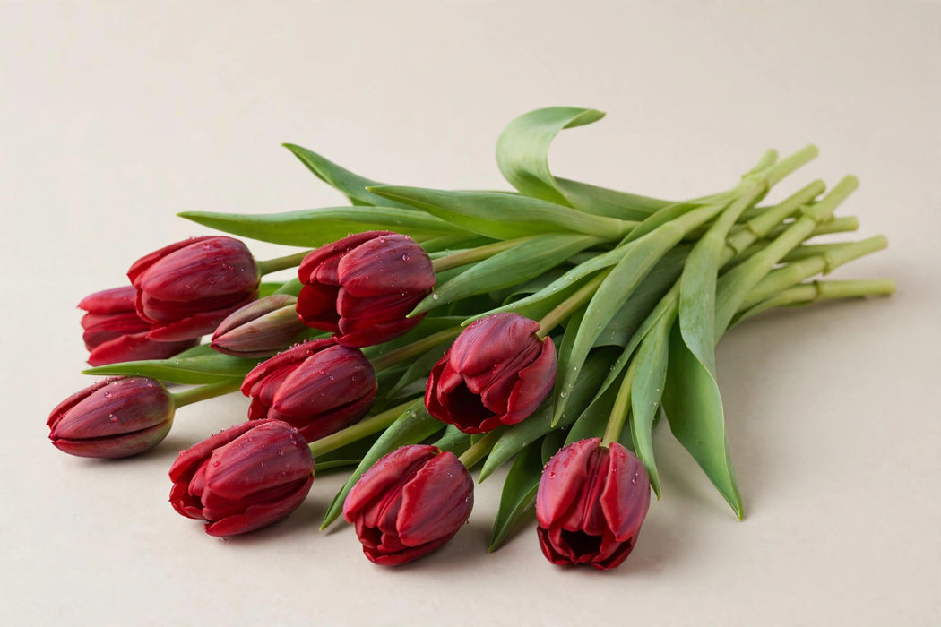 Tulip Collective - Renegade 37cm 40gr (50 STEMS / BX)