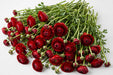 The Ranunculus Collection - Ranunculus Red 50-60CM (100 STEMS / BX)
