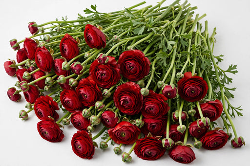 The Ranunculus Collection - Ranunculus Red 50-60CM (100 STEMS / BX)