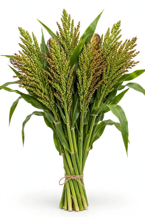 Broom Corn - 10 Bunches/Box