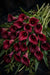 Next Day Delivery - CALLA MINI RED CHARM 50cm 10st - New - 70 Stems [Limited]