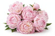 Next Day Delivery - Peonies AAA Pink Laura Dessert 50-60 cm / head size >3.5 cm - 70 Stems [LIMITED]