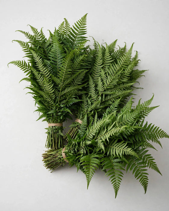 Sword Fern Vac Pac 20BU/BX