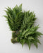 Sword Fern Vac Pac 20BU/BX