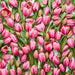 Tulip Collective - Big Love 37Cm 35Gr - Pink - 150 Stems