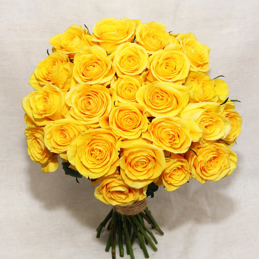 Next Day Delivery - Roses Brighton Yellow 50CM 100ST/BX