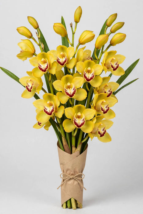 Cymbidium Yellow 60cm - 10 Stems/Box