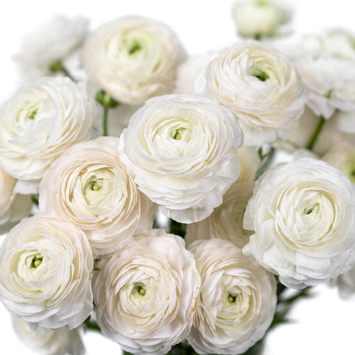 Next Day Delivery - RANUNCULUS BUTTERFLY GRACES 40cm 10st X120 - White - 120 Stems [LIMITED]