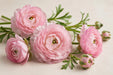 Ranunculus Flower Collection - Butterfly Ranunculus Europe Pink 50-60CM (120 STEMS / BX)