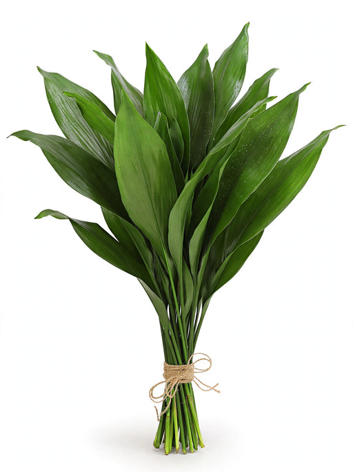 Aspidistra Green - 30 Bunches/Box