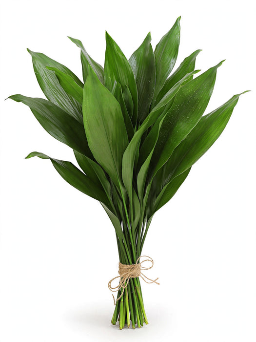 Aspidistra Green - 30 Bunches/Box