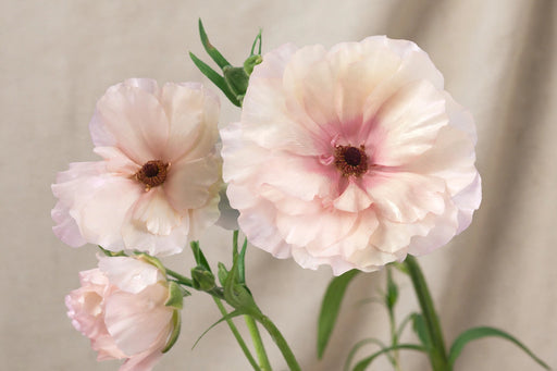 Ranunculus Flower Collection - Butterfly Ranunculus Ariadne Blush 40-50CM (120 STEMS / BX)