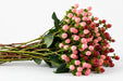 Next Day Delivery - HYPERICUM COCO ASSORTED 60cm 10st x80 - Assorted - 80 Stems [LIMITED]