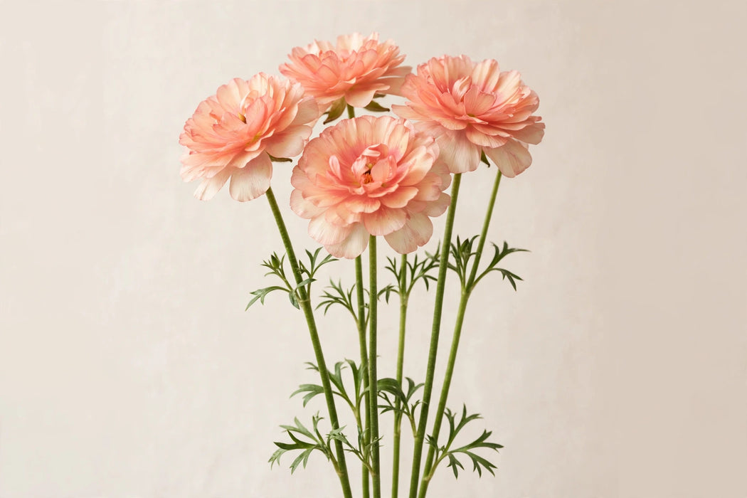 Ranunculus Flower Collection - Butterfly Ranunculus Eris Peach 60-70CM (120 STEMS / BX)