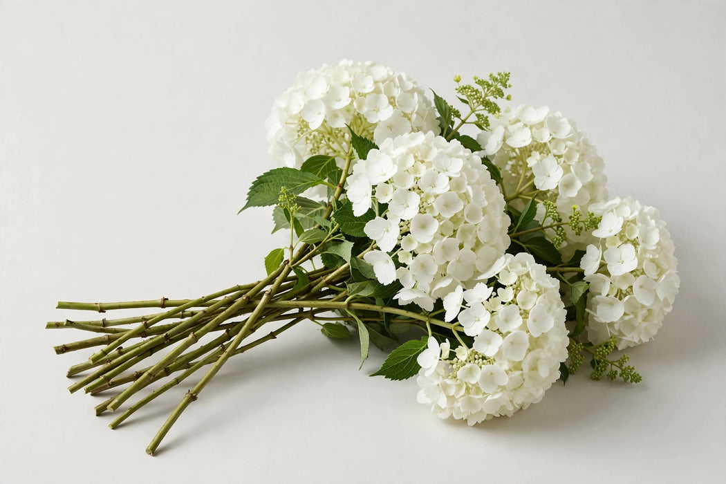 Premier Hydrangea Collection - Hydrangea White Select 40STM/BX