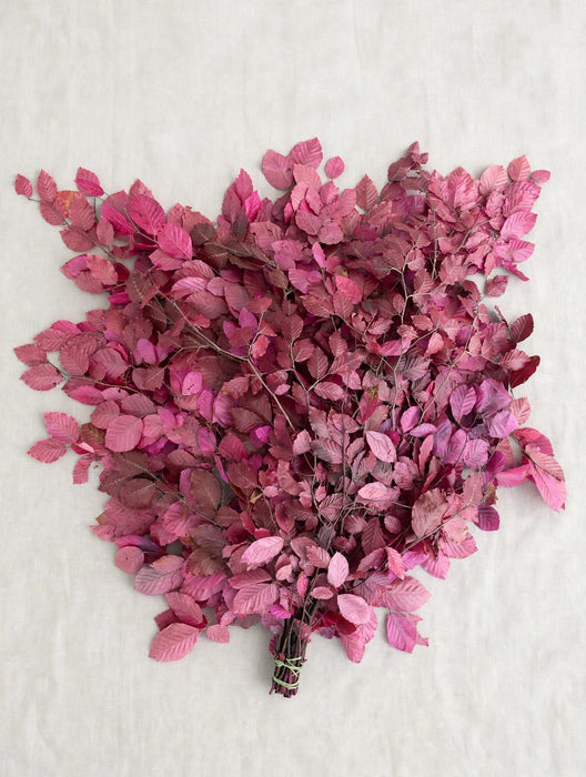 Copperbeech Cyclamen - 20 Bunches / Box (Mix & Match)