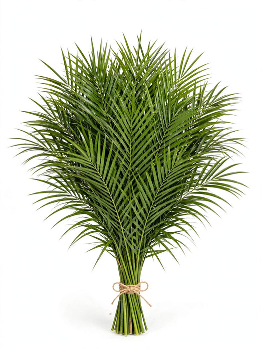 Robellini 60CM 20 STEMS 25BU/BX