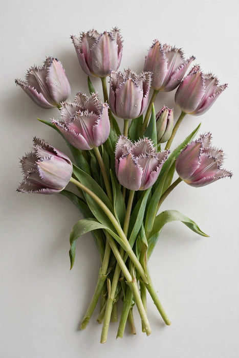 Tulip Collective - Dyed Fringed Grey Pink 37cm 35gr (50 STEMS / BX)