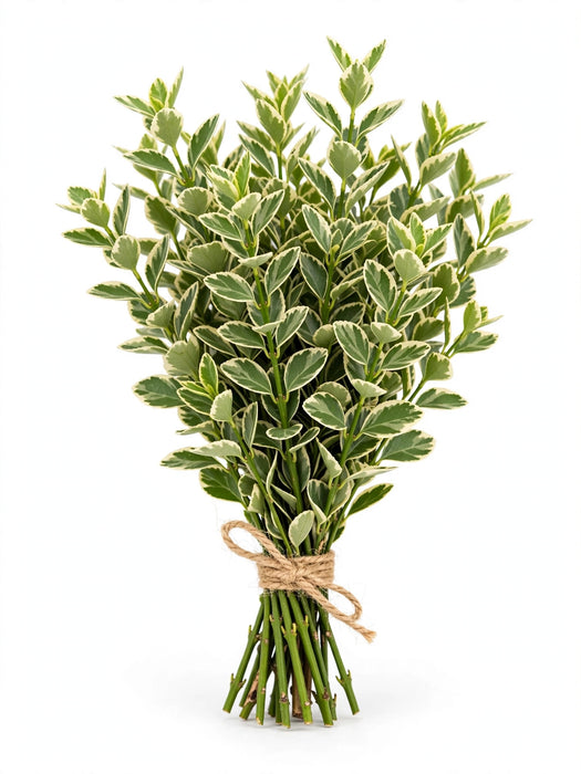 Euonymus Var. Imported - 10 Bunches/Box