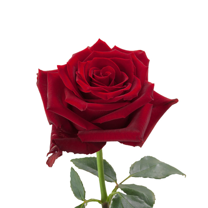Smart Buy $2.25/Stem Farm Direct EXPLORER (100 STEMS) - U.S. Delivery Coast to Coast.