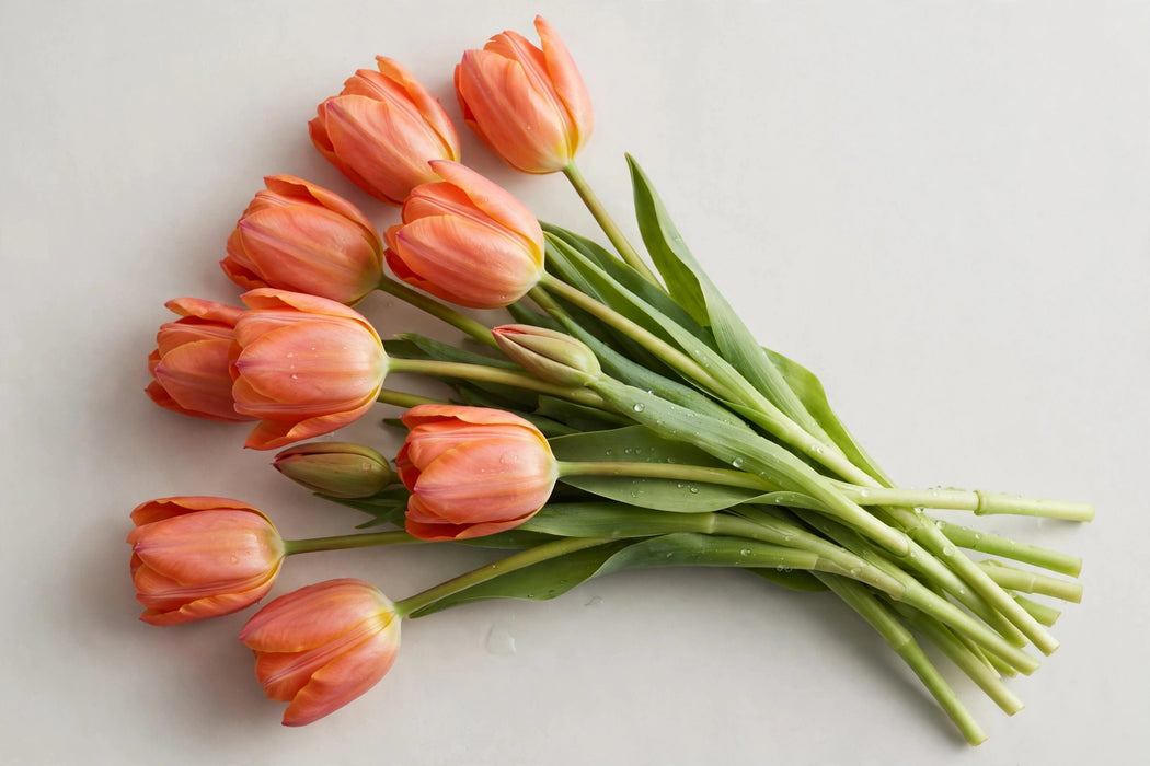 Tulip Collective - Dyed Salmonies 37cm 35gr (50 STEMS / BX)