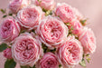 Next Day Delivery - ROSE CANDY EXPRESSION 50cm 5,5cm 25st - Pink - 100 Stems [Limited]