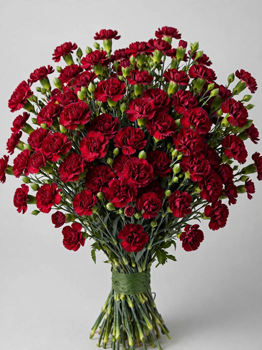 Mini Carnations - Moonvelvet (10 Bunches Bu)