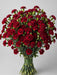 Mini Carnations - Moonvelvet (10 Bunches Bu)
