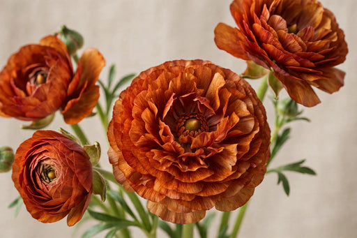 Ranunculus Flower Collection - Ranunculus Dark Orange 30-40CM (120 STEMS / BX)