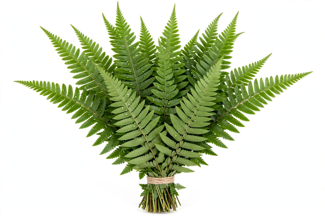 Flat Fern - 25 Bunches/Box