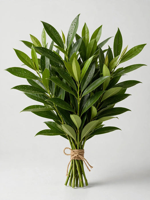 Cocculus Fl - 20 Bunches/Box