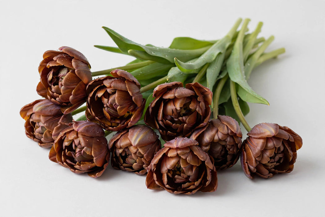 Tulip Collective - Dyed Double Brownies 37cm 35gr (50 STEMS / BX)