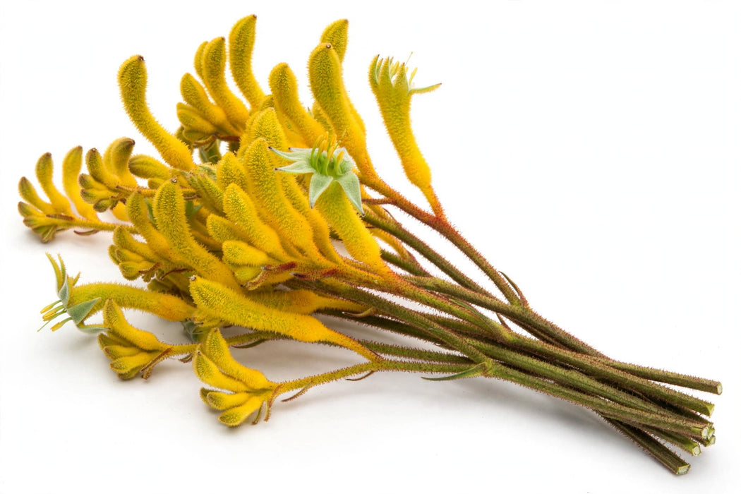 Next Day Delivery - KANGAROO PAW YELLOW 70cm 5st - Yellow - 60 Stems [LIMITED]