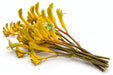 Next Day Delivery - KANGAROO PAW YELLOW 70cm 5st - Yellow - 60 Stems [LIMITED]