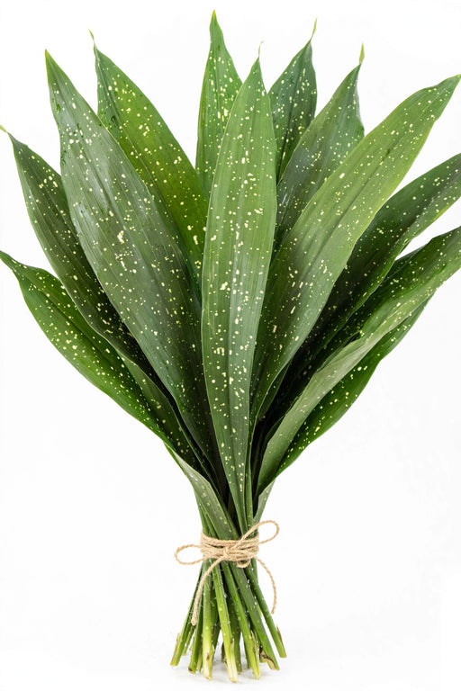 Aspidistra Milkyway 15BU/BX