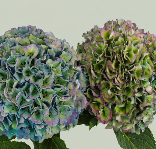 Hydrangea Classic Royal Parade Green Purple 80CM 22CM - Bicolor Green-Purple - 20 Stems