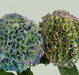 Hydrangea Classic Royal Parade Green Purple 80CM 22CM - Bicolor Green-Purple - 20 Stems