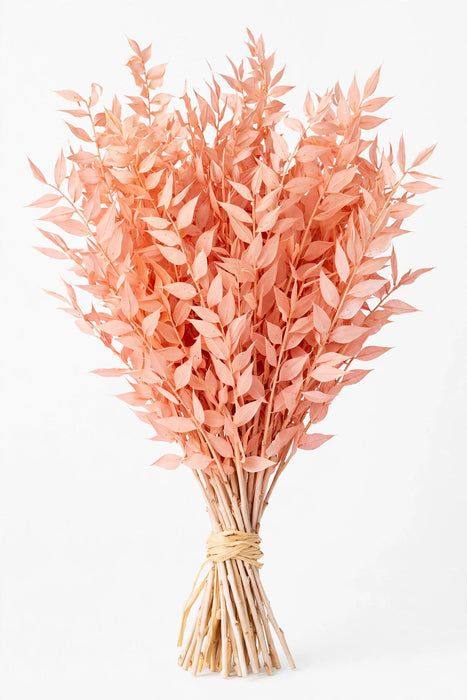 Dried Ruscus Bleached Peach - 40 Bunches/Box