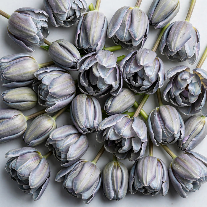 Tulip Collective - Dyed Shades Of Grey 37Cm 35Gr - Gray - 150 Stems