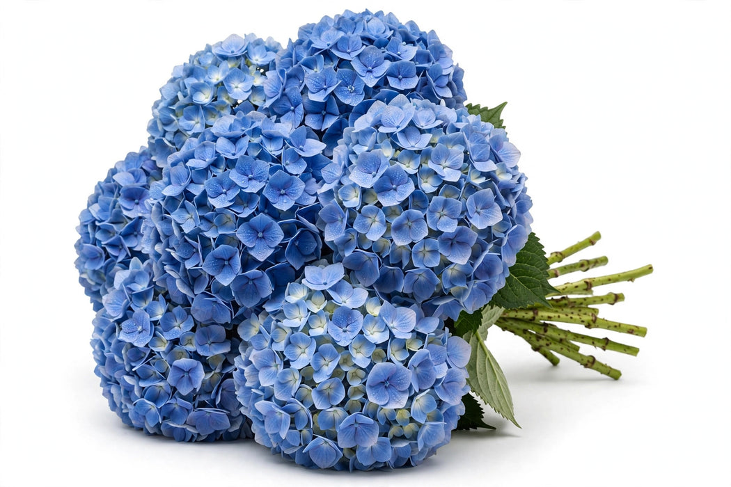 Next Day Delivery - HYDRANGEA BLUE SELECT 60cm 18cm - Blue - 40 Stems [LIMITED]